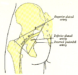 Left gluteal region, showing surface markings for arteries and sciatic nerve.